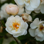 Rose Trier