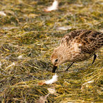 Alpenstrandläufer - Calidris alpina