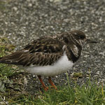 Steinwälzer (Arenaria interpres)