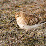 Alpenstrandläufer - Calidris alpina