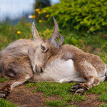 Alpensteinbock (Capra ibex) 