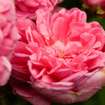 Rose Salet