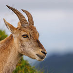 Alpensteinbock (Capra ibex) 