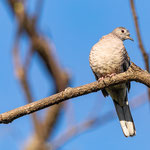 Inkatäubchen (Columbina inca)