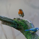 Rotkehlchen (Erithacus rubecula)