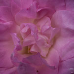 Rose Polareis