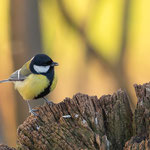 Kohlmeise (Parus major)