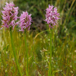 Italienisches Knabenkraut (Orchis italica)