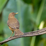 Gilbdrossel (Turdus grayi)