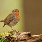 Rotkehlchen (Erithacus rubecula)