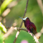 Schneekappenkolibri (Microchera albocoronata)