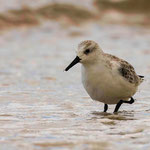 Sanderling (Calidris alba)