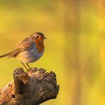 Rotkehlchen (Erithacus rubecula)