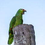 Gelbwangenamazone (Amazona autumnalis)