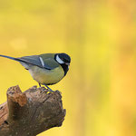 Kohlmeise (Parus major)