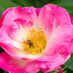 Rose Erfurt