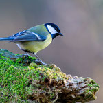 Kohlmeise (Parus major)