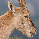 Alpensteinbock (Capra ibex) 