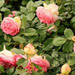 Rose Mirato