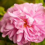 Rose Thérèse Bugnet