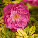 Rosa Rotes Meer