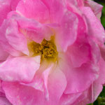 Rose Polareis