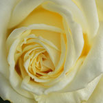 Rose Polarstern