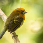 Aztekenbartvogel (Semnornis frantzii)