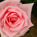 Rose Savoy Hotel