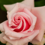 Rose Savoy Hotel