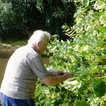 offene Werkstatt Gudwork, Lindenblüten Ernte, Kräuterworkshop