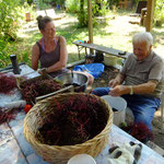 Holunderbeeren Ernte im Garten . Mein Vater und Andrea pulen 6 Stunden die Beeren von ihren Zweigen, Kräuterworkshop