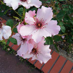 デンティベス
