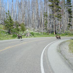 23. Juli 2010 @ Yellowstone NP