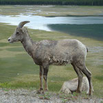 ...und Icefield Parkway