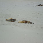 Seehunde auf Kangaroo Island