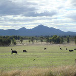 Am Rande des Stirling Range NP