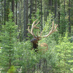 Jasper-Banff NP...