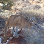 im Cape Range NP