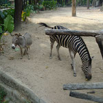 Chiang Mai Zoo