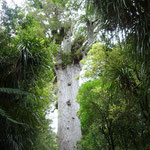 im Waipoua Kauri Forest NP