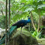 im weltgrössten "freien" Birdpark, Kuala Lumpur