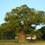 Boab Tree