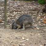 Wallaby