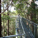 Baumwipfel-Walk im Walpole NP