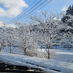 道中の小河内付近、川沿いの桜の木も雪化粧