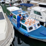Zadar, pêcheur faisant sécher des étoiles de mer