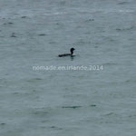 Plongeon Imbrin