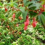 Les fuchsias commencent à fleurir