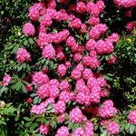 Le parc de Muckross House
